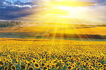 Obraz Lány žltých slnečníc slnečnice sunflower